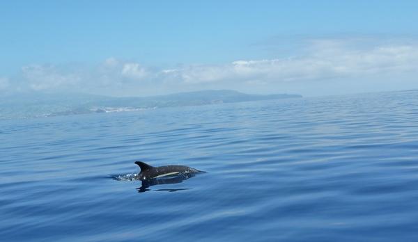 Voyage sur-mesure, Observation des baleines et des dauphins en embarcation semi-rigide