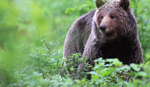 Voyage sur-mesure, Observation des ours