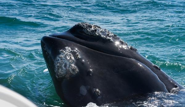 Voyage sur-mesure, Rencontre rapprochée avec les baleines