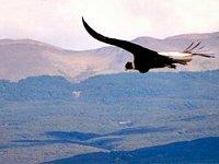 Voyage sur-mesure, Observation de Condors au Mont Shelnosh