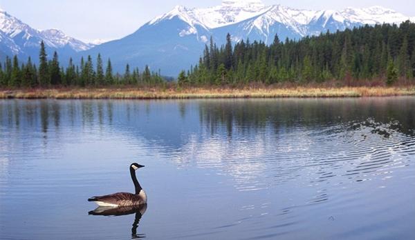 Voyage sur-mesure, Safari en soirée dans le Parc national de Banff