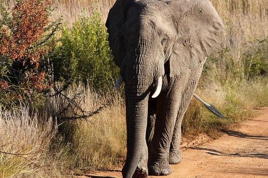 Voyage sur-mesure, Pilanesberg National Park