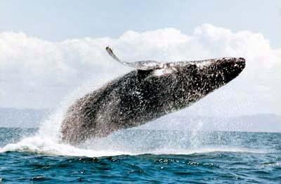 Voyage sur-mesure, Croisière d'odservation des baleines à l'île Sainte  Marie
