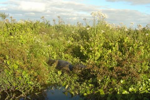 Voyage sur-mesure, Séjour en Posada à Estero del Ibera