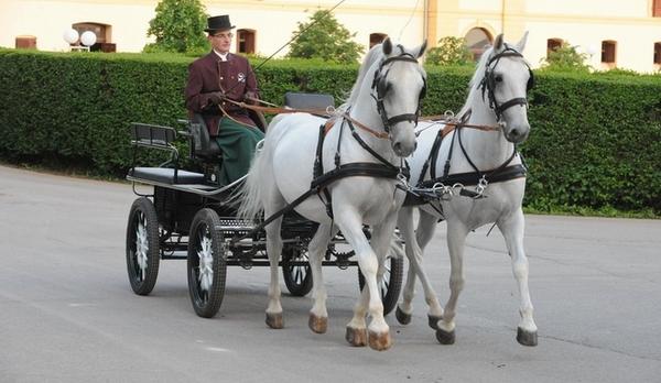 Voyage sur-mesure, Visite au haras de Lipica...