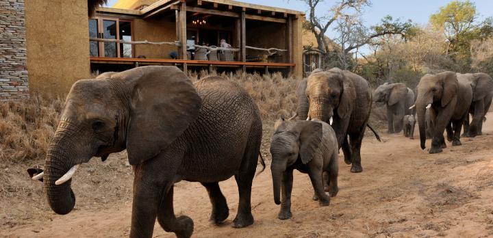 Voyage sur-mesure, Au coeur d'une réserve du Kruger