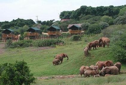 Voyage sur-mesure, Camp principal dans le parc d'Addo