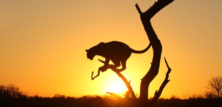 Voyage sur-mesure, Combiné Afrique du Sud - Chutes Victoria,  le voyage des superlatifs
