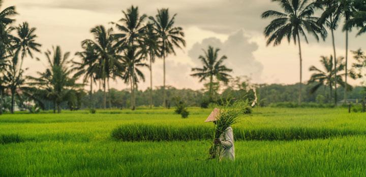 Voyage sur-mesure, Bali hors des sentiers battus