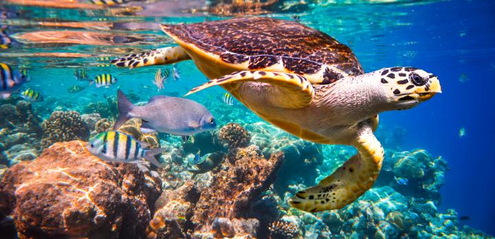 Voyage sur-mesure, Voyage de noces Sri Lanka-Maldives