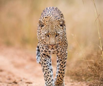 Voyage sur-mesure, Afrique du Sud, safaris à pied et en 4x4 en réserve du Kruger