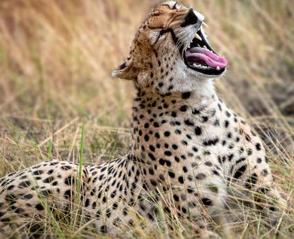 Voyage sur-mesure, Voyage de noces safari en Tanzanie