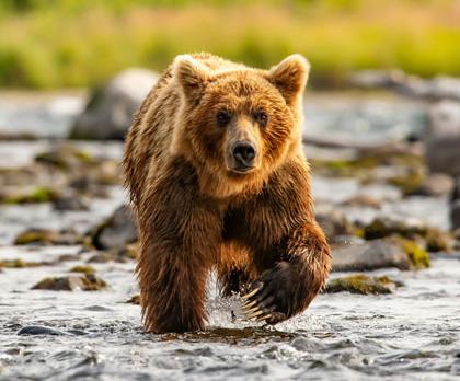 Alaska, la dernière frontière
