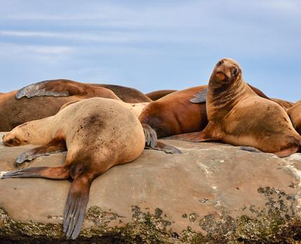 Voyage sur-mesure, L’Argentine sauvage – sur la trace des animaux