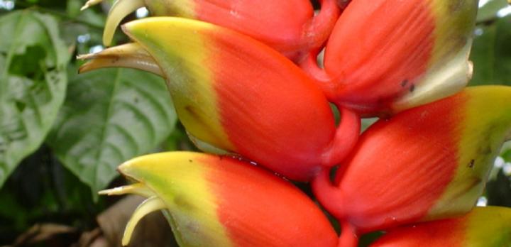Voyage sur-mesure, L'essentiel de l'Equateur : des Andes à l'Amazonie