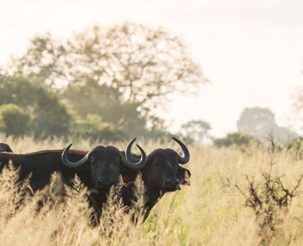 Voyage sur-mesure, Séjour à Saadani entre safari et plage