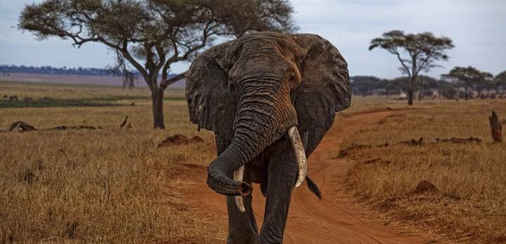 Voyage sur-mesure, L'essentiel des parcs de Tanzanie en safari