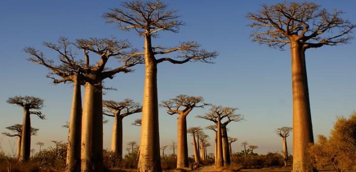 Voyage sur-mesure, Le grand Ouest de Madagascar : Baobabs, montagnes et rizières