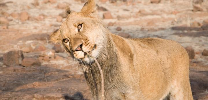 Voyage sur-mesure, Combiné Afrique du Sud - Chutes Victoria,  le voyage des superlatifs