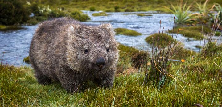 Voyage sur-mesure, Autotour 3 semaines en Tasmanie