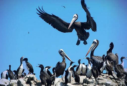 Voyage sur-mesure, Les iles Ballestas et les Lignes de Nazca