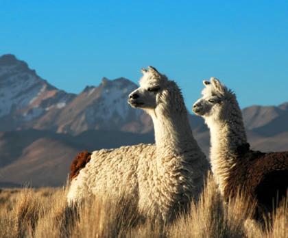 Voyage sur-mesure, Trio gagnant : Chili, Bolivie et Argentine