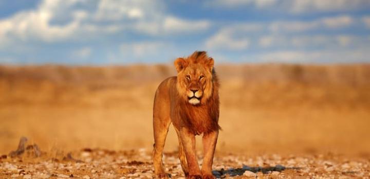 Voyage sur-mesure, L’Afrique du Sud en voiture de location