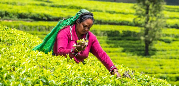 Voyage sur-mesure, Sur la route du thé : Voyage dans l'âme du Sri Lanka