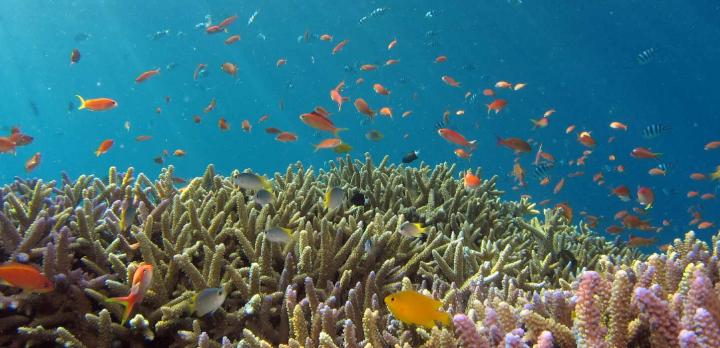 Voyage sur-mesure, Séjour plage à Okinawa et visite de Tokyo