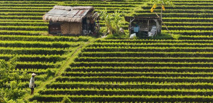 Voyage sur-mesure, Immersion aux Célèbes et Bali