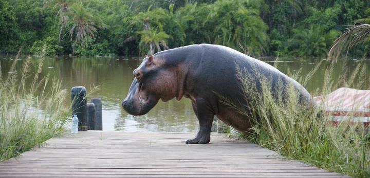 Voyage en safari - Séjour en safari