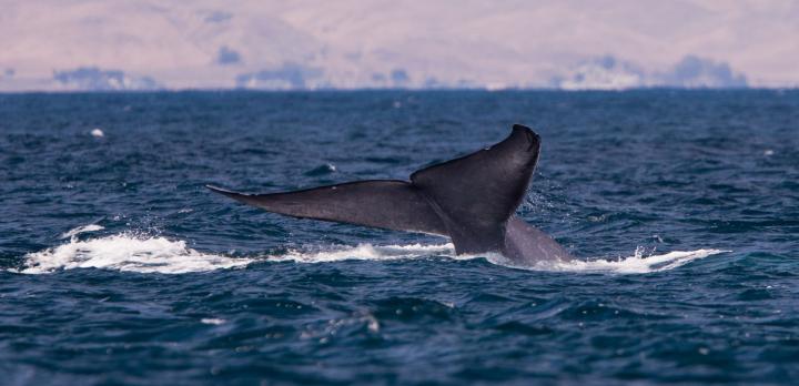 Voyage sur-mesure, Voyage famille avec observation de baleines en Norvège