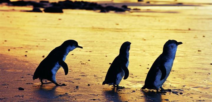 Voyage sur-mesure, Sydney et Autotour de Melbourne à Adelaide: Faune, Great Ocean Road & Kangaroo Island