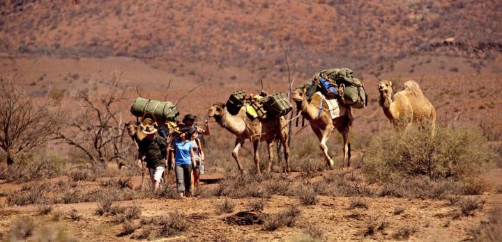 Voyage sur-mesure, Safari à dos de dromadaire dans les Flinders Ranges