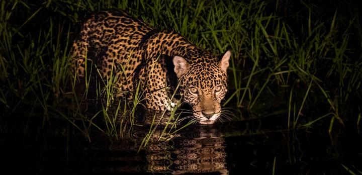 Voyage sur-mesure, Immersion au coeur du Pantanal