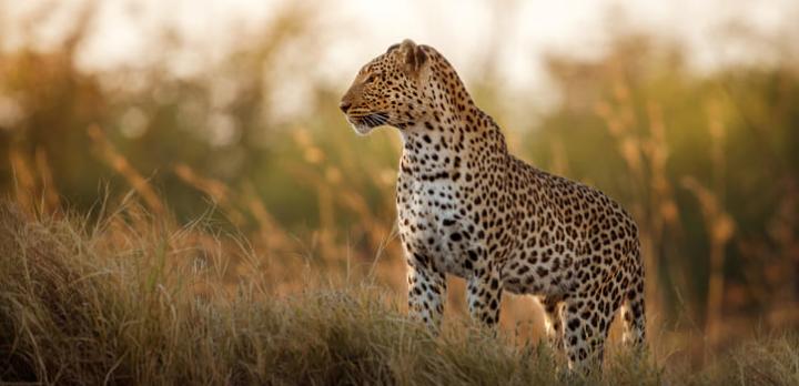 Voyage sur-mesure, Afrique du Sud, safaris à pied et en 4x4 en réserve du Kruger
