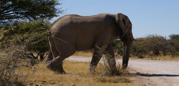 Voyage sur-mesure, Safari en Namibie: Du sanctuaire d'Etosha aux éléphants du désert...