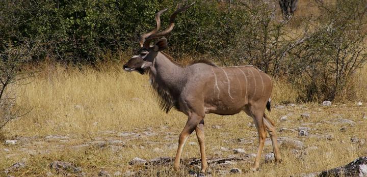 Voyage sur-mesure, Safari en Namibie: Du sanctuaire d'Etosha aux éléphants du désert...