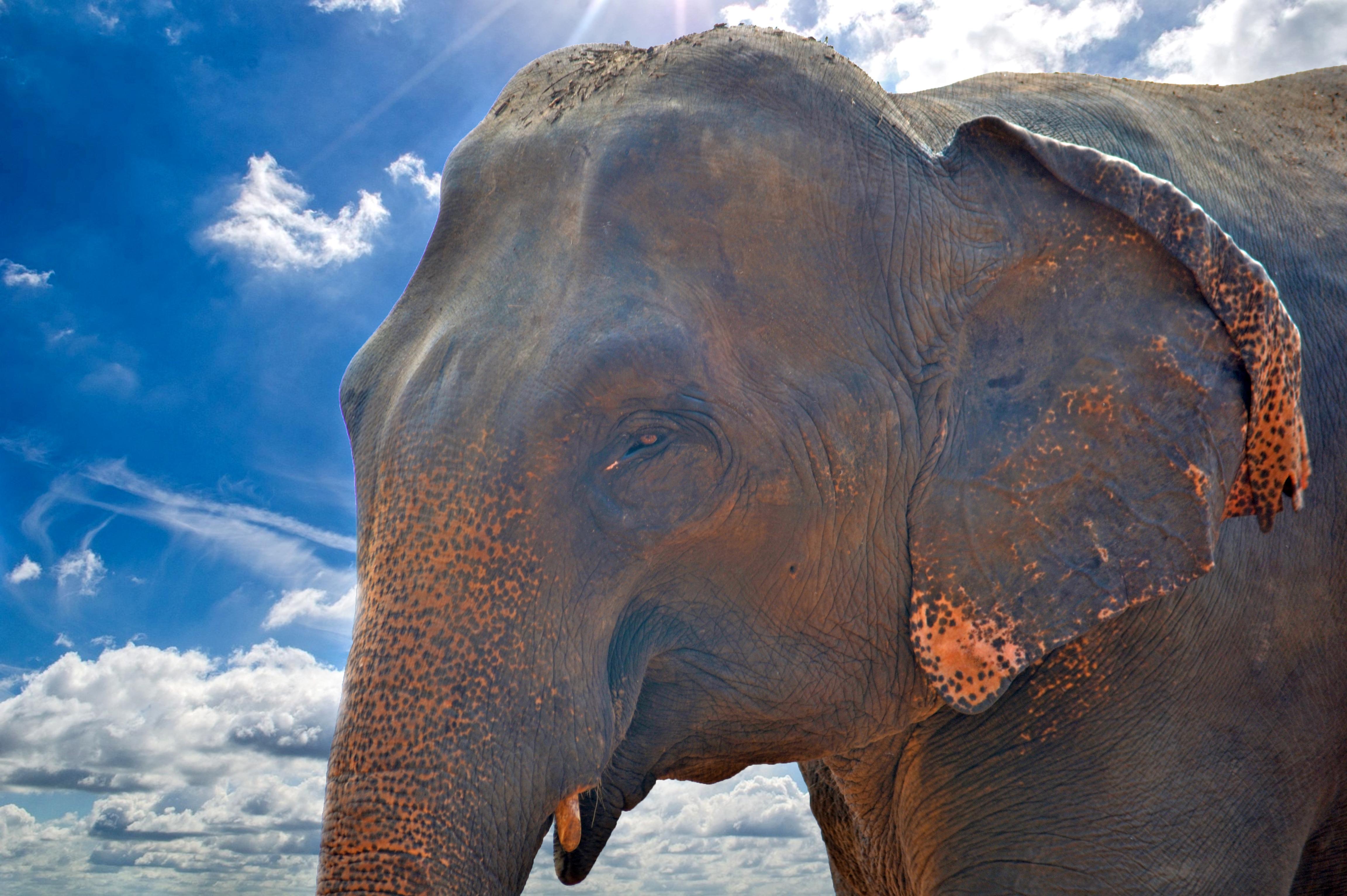 Voyage sur-mesure, Sri Lanka en famille