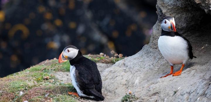 Voyage sur-mesure, Voyage entre parenthèses, dans les îles Shetland et Orcades (extension)