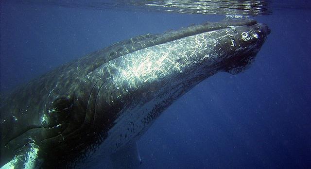 Voyage sur-mesure, Observation des baleines dans l'archipel de Mingan