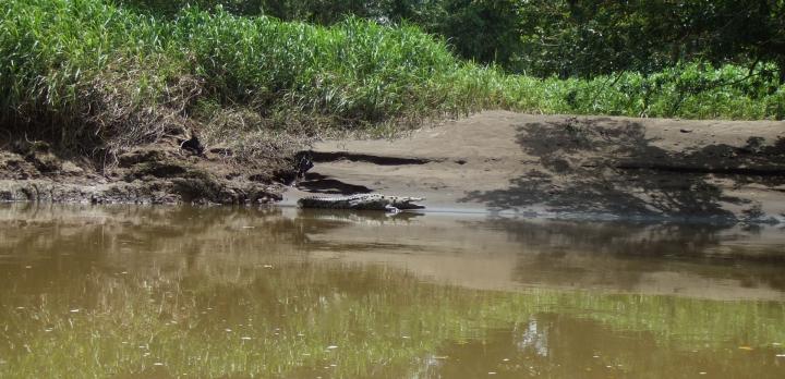 Voyage sur-mesure, Découverte de Tortuguero, petite amazonie costaricienne