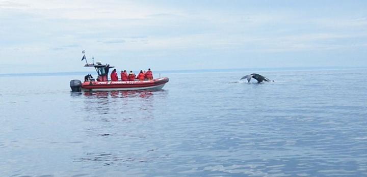 Voyage sur-mesure, Observation et étude des baleines