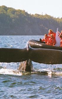 Voyage sur-mesure, Observation et étude des baleines