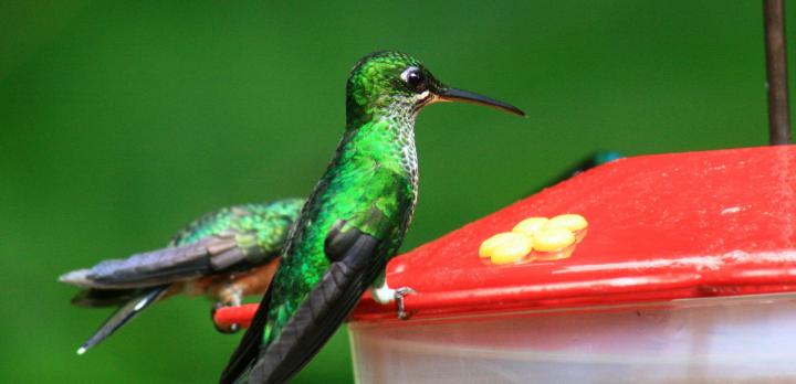 Voyage sur-mesure, Autotour Costa Rica : découvrez les richesses naturelles du pays