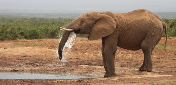 Voyage sur-mesure, L'Afrique du Sud sans traitement: Paysages et animaux sauvages