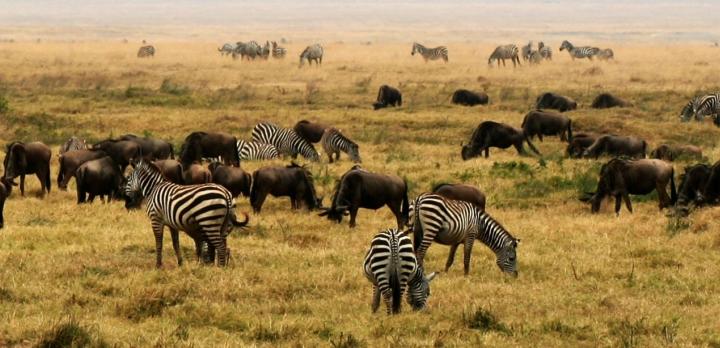Voyage sur-mesure, Tanzanie : Safari et Rencontres authentiques avec les tribus