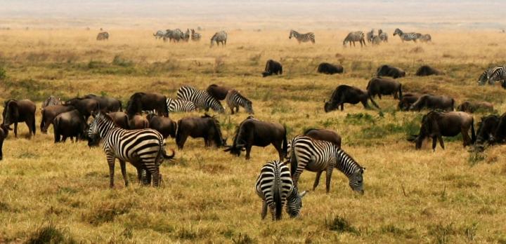 Voyage sur-mesure, Safari et Rencontres authentiques avec les tribus de Tanzanie : Maasaï, Barbaigs, Waarushas...