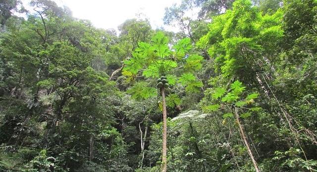 Voyage sur-mesure, Exploration de la biodiversité amazonienne