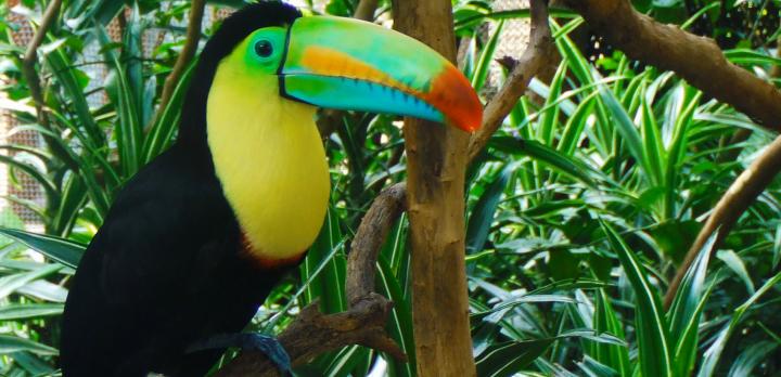 Voyage sur-mesure, Voyage en famille au Costa Rica : observations animalière, jeux d'eau, balades en forêt...